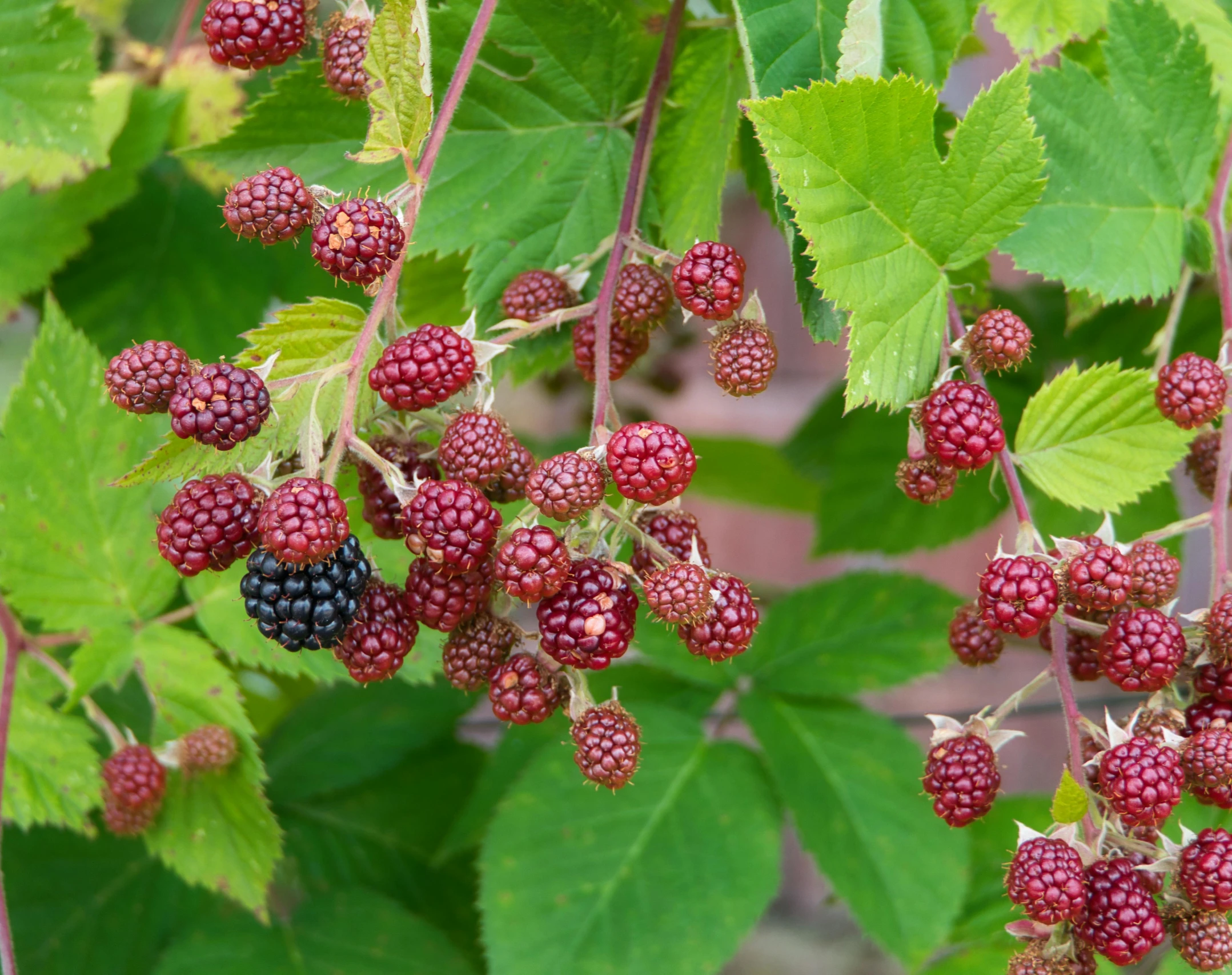 small berries with large green leaves hanging from a nch