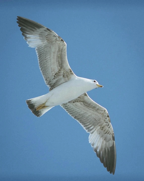 the white bird has its wings open on a clear day