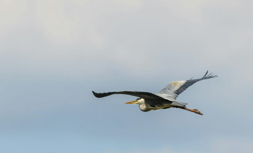 a bird with a long beak flying in the sky