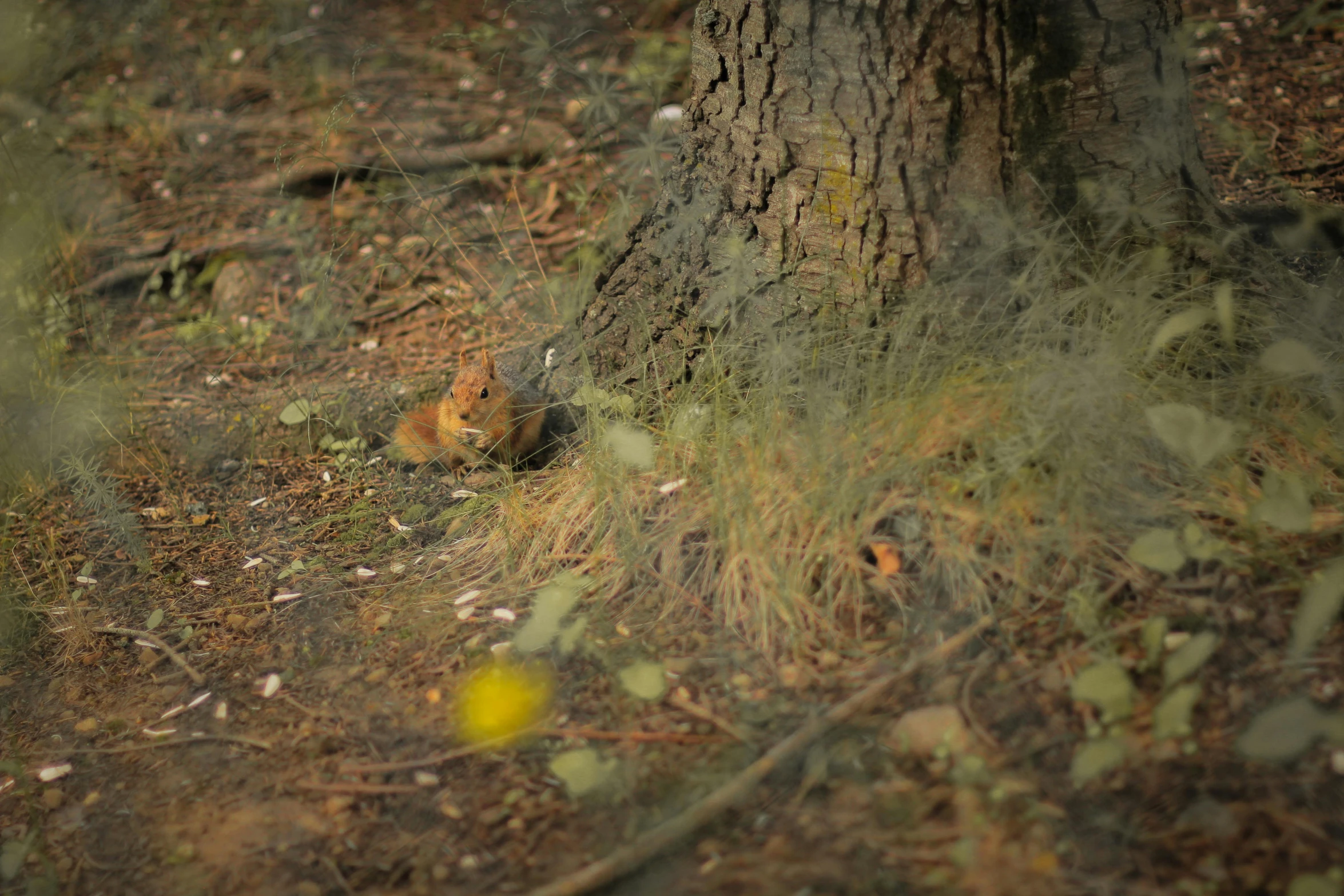 a po of a squirrel hiding under a tree