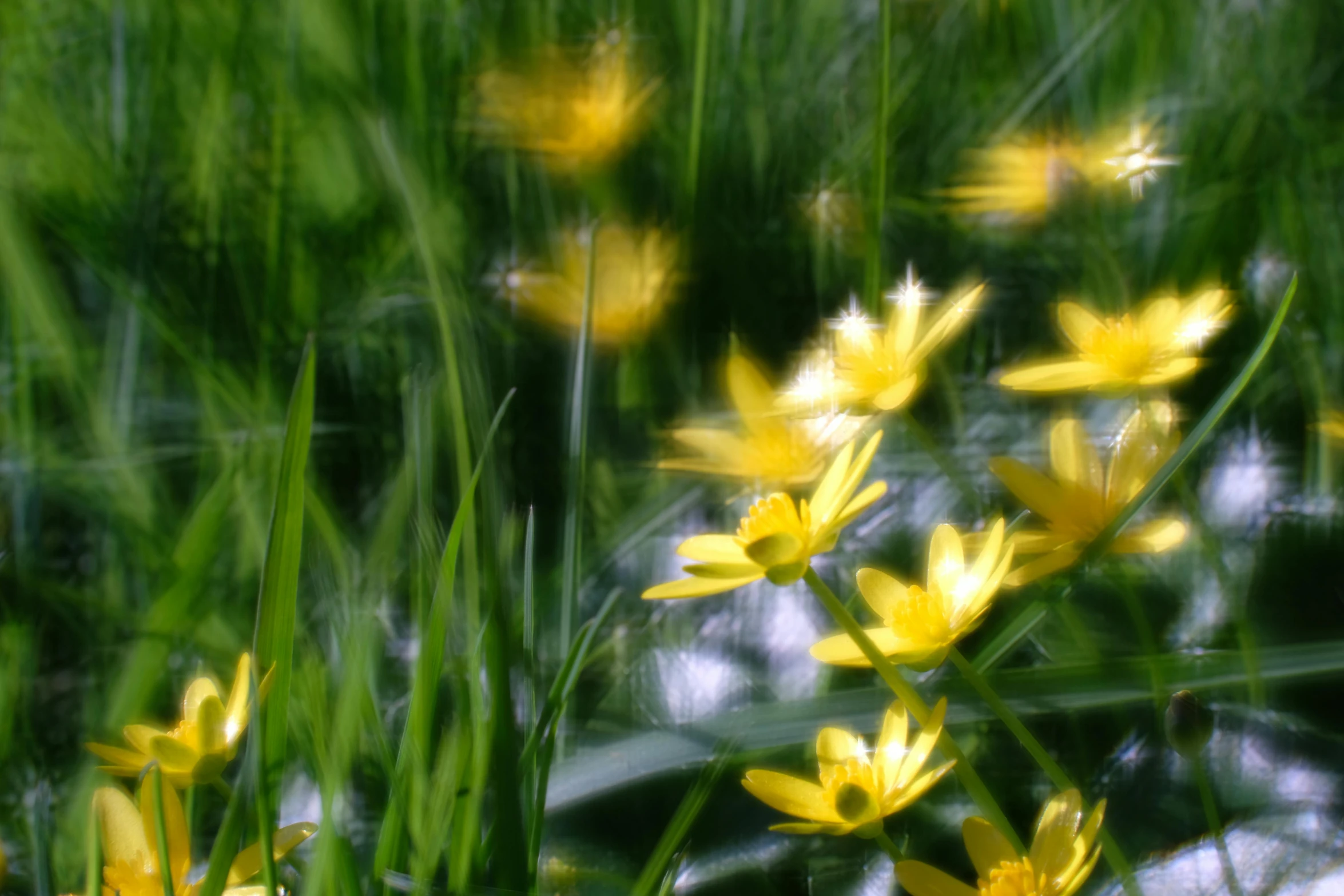 a bunch of yellow flowers sitting in some grass