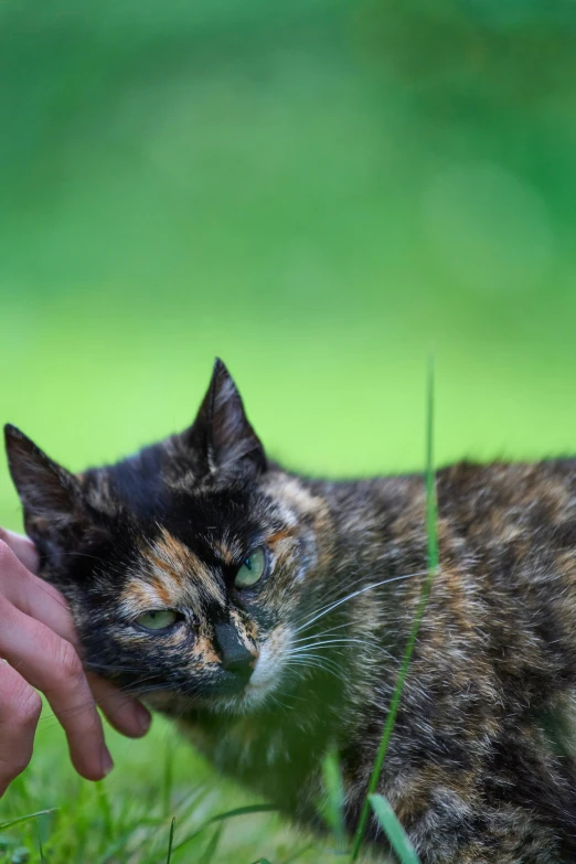 a cat being petted by someone next to the grass