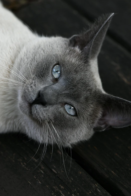 a white cat laying down with blue eyes