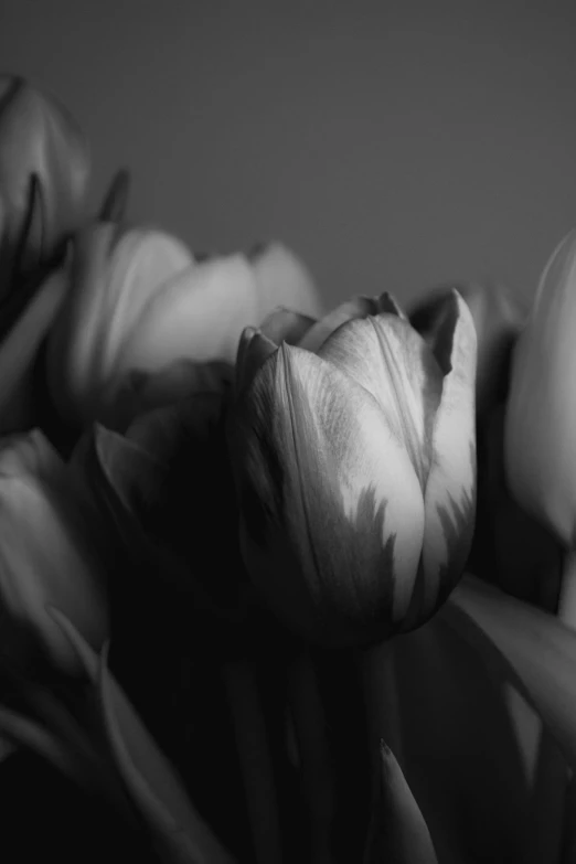 a black and white po of tulips sitting in a vase