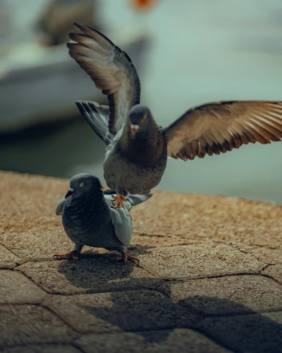 two birds standing on top of a stone floor