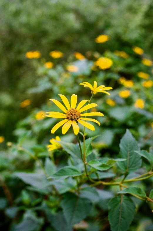 a field full of flowers that are very yellow