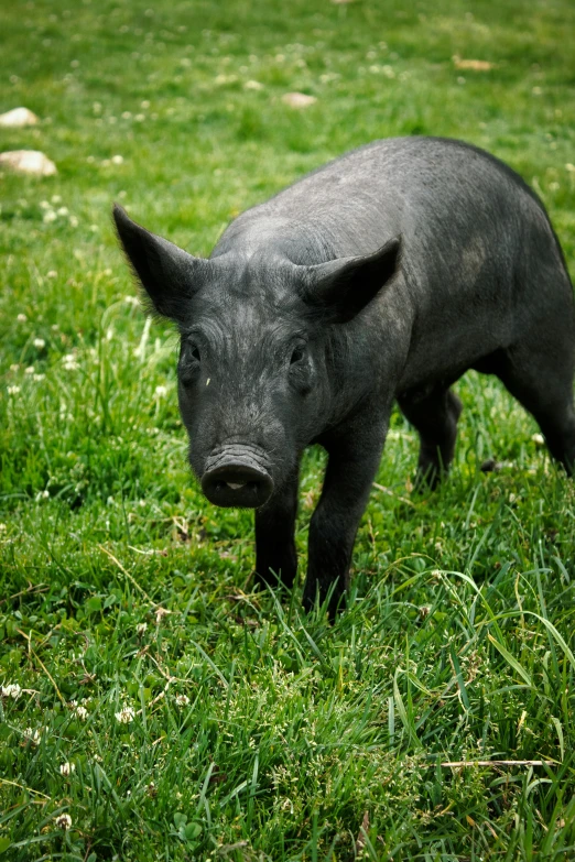 a small pig walking on some green grass