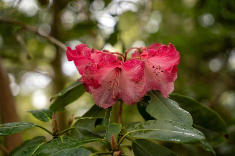 a flower is blooming with water droplets