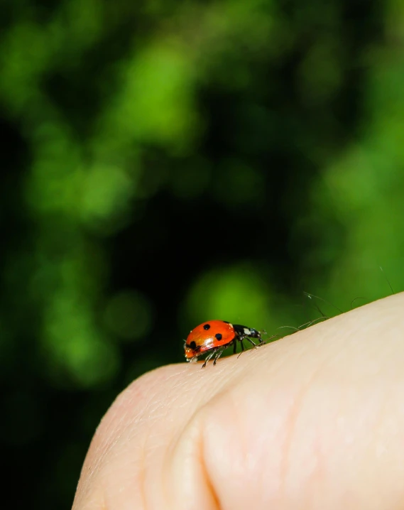 the small ladybird has been resting on the finger