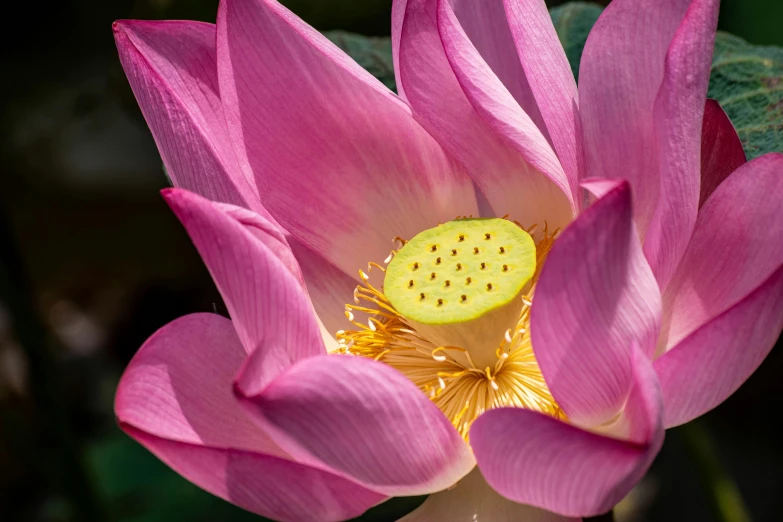 the lotus is fully blooming and has yellow petals