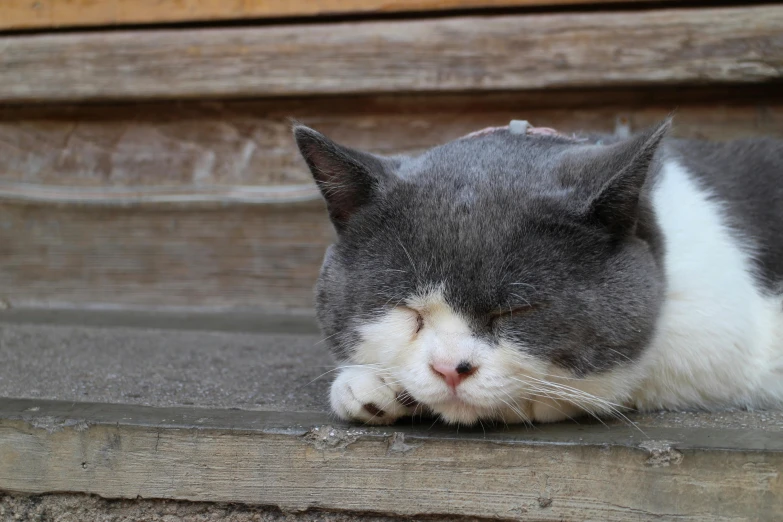 a gray and white cat laying down on steps