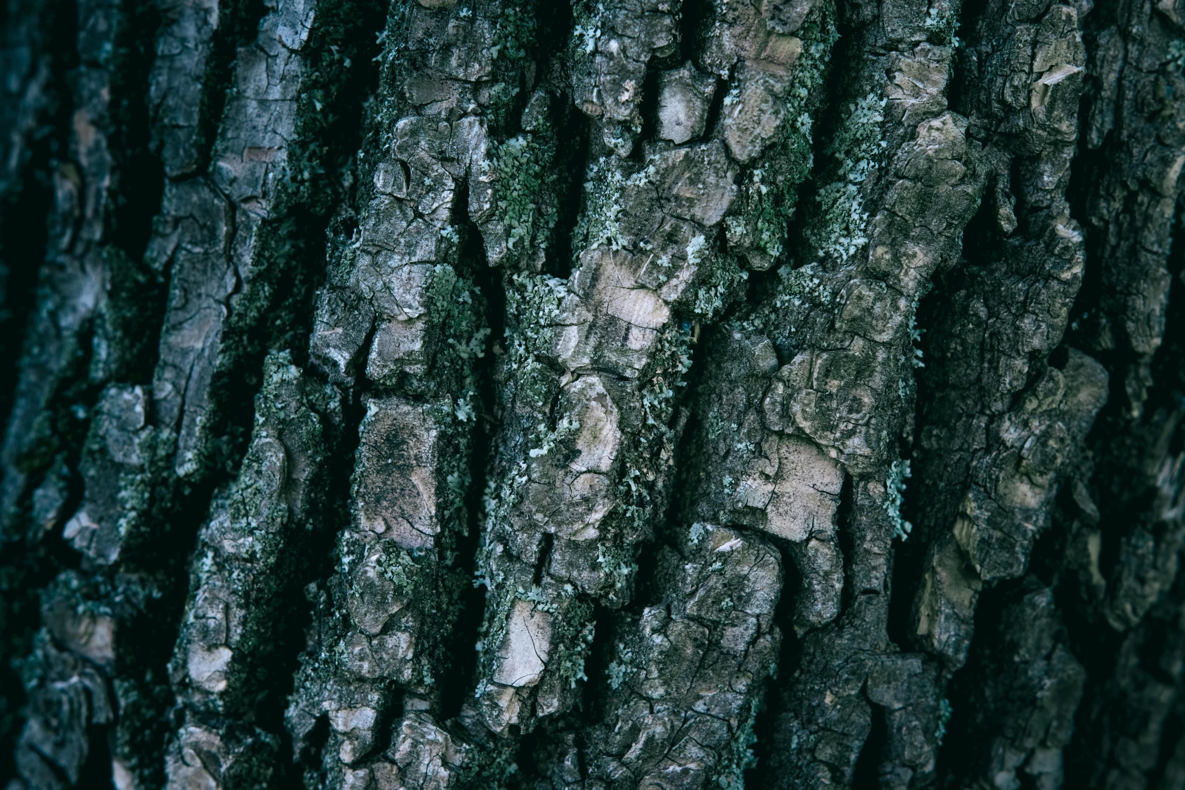 the bark on the trunk of an oak tree