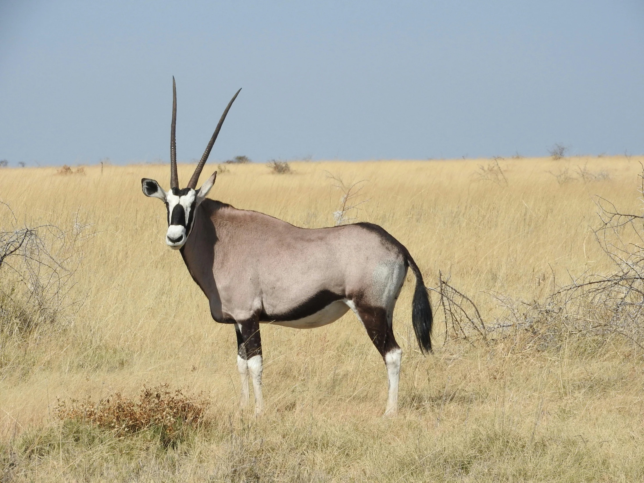 a brown horned antelope stands in an open field