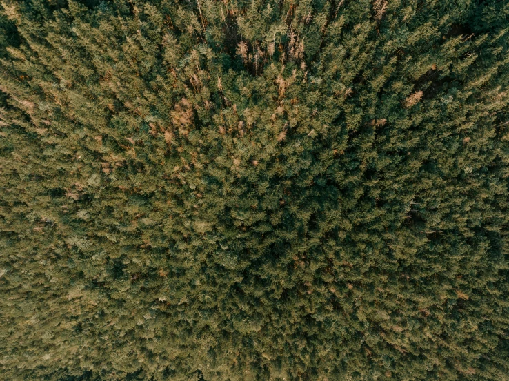 overhead s of evergreen trees in the woods