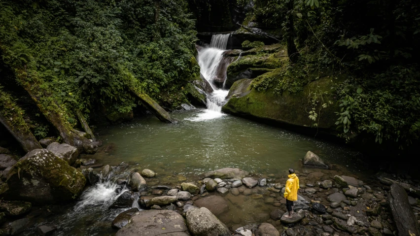 a person stands in a stream in the middle of a forest