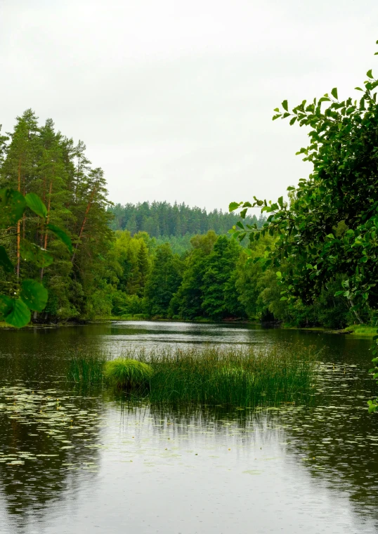 trees and water are reflecting the sky on a cloudy day