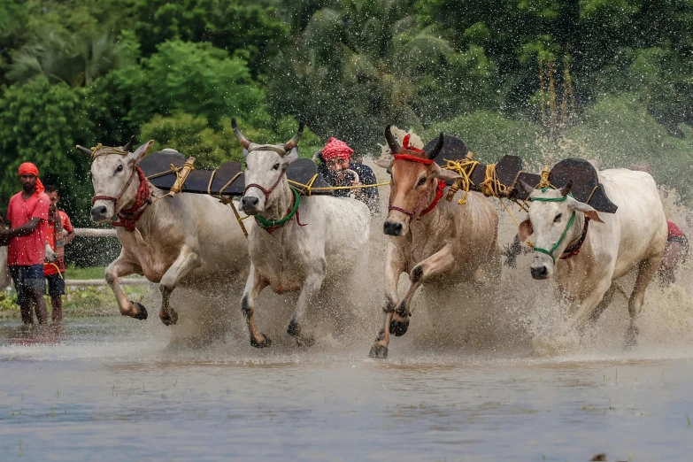 men in hats run behind horses through water