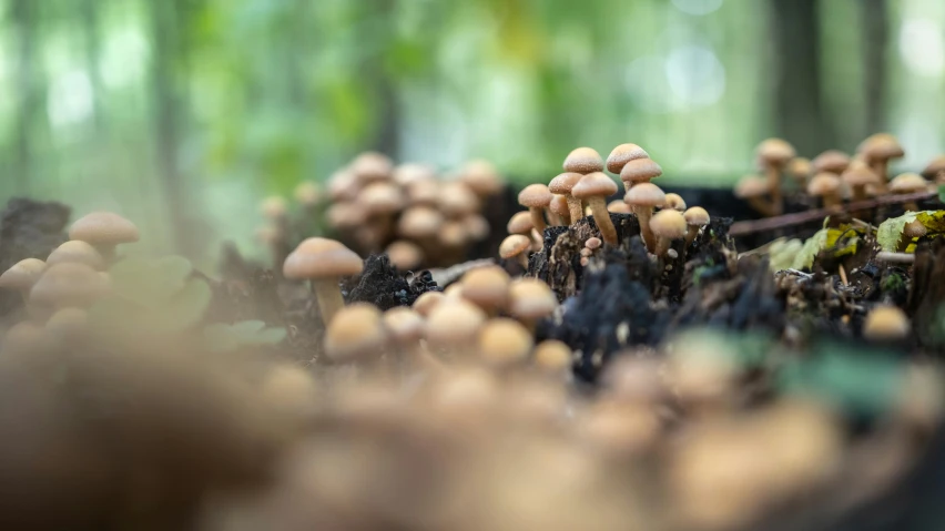 mushrooms are growing out of the ground in a wooded area