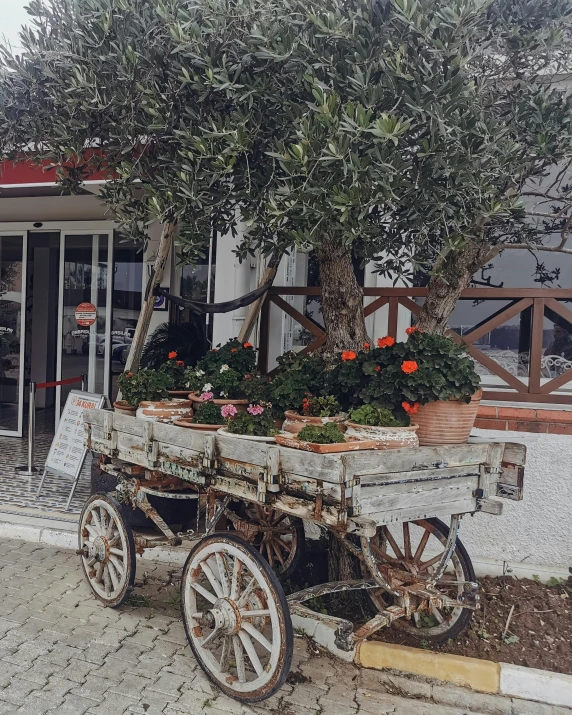 there is an old covered cart with a tree