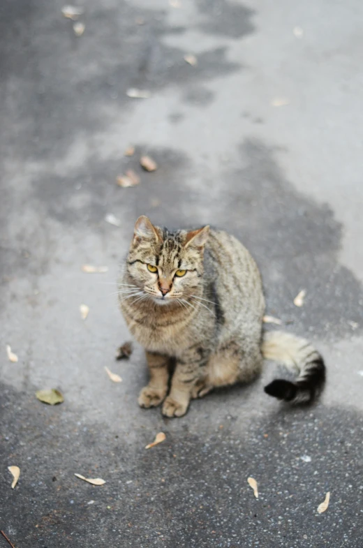 a cat sitting and staring down at the ground