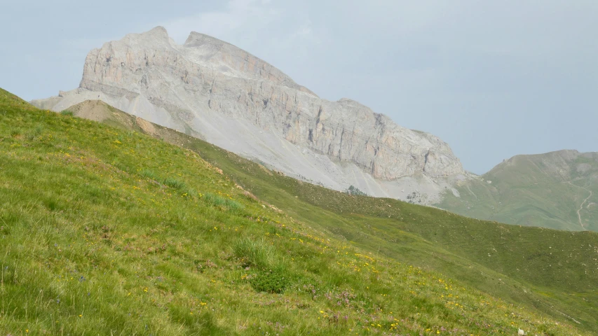 sheep with their backs turned on a grassy hillside