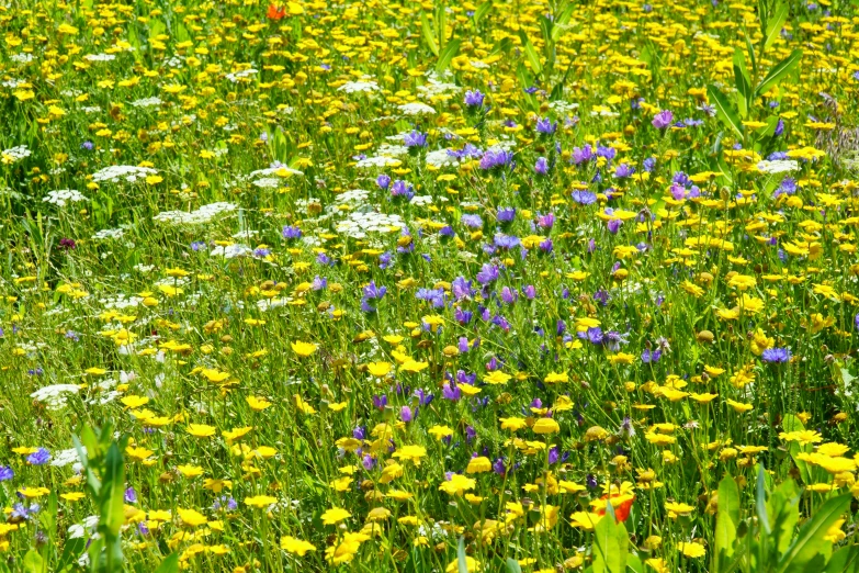 large meadow with lots of different colors and flowers