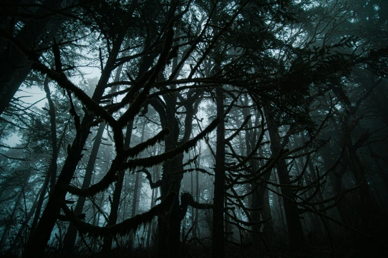 a mysterious forest filled with tall trees under mist