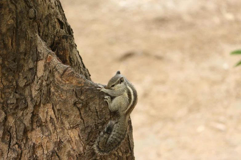 a lizard is climbing up the side of a tree trunk