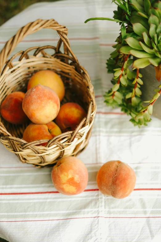 four ripe peaches sit in a basket next to succulents and one green plant