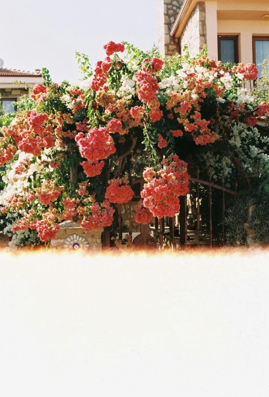 a red bush with flowers outside of a building