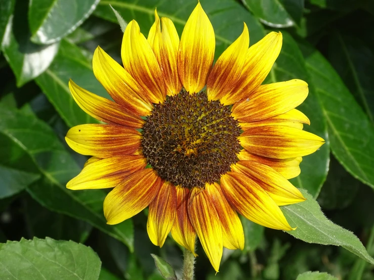 a sunflower with some very big leaves growing