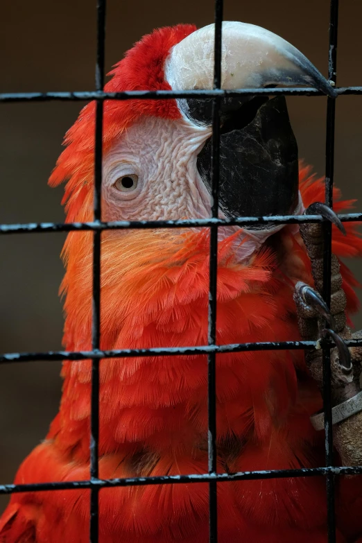 the red and black bird is perched on the cage