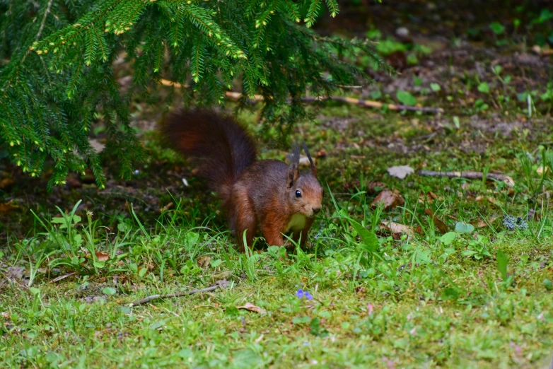 a squirrel is standing in the green grass