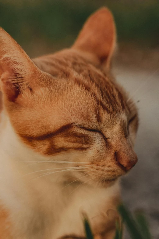 the cat is resting in the grass on the pavement