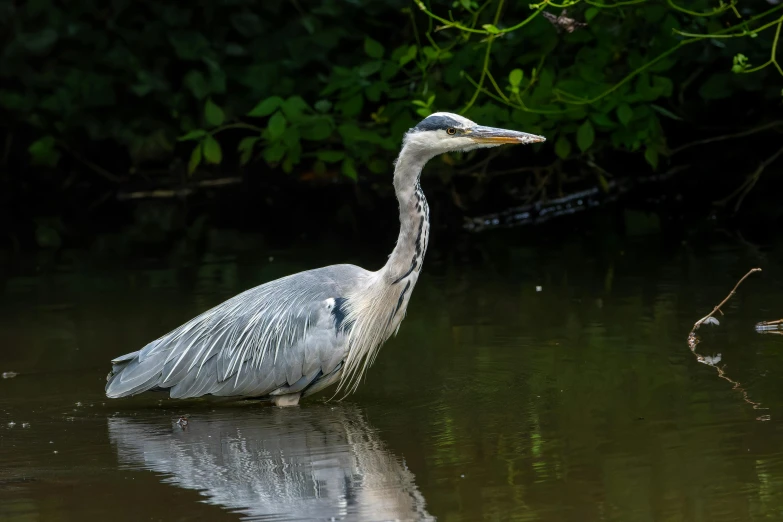 a large bird standing on top of a river near grass