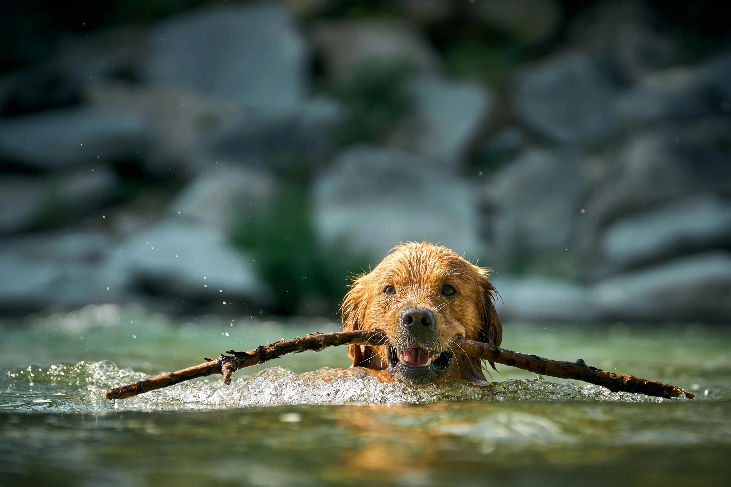 a wet dog holds on to the stick in its mouth