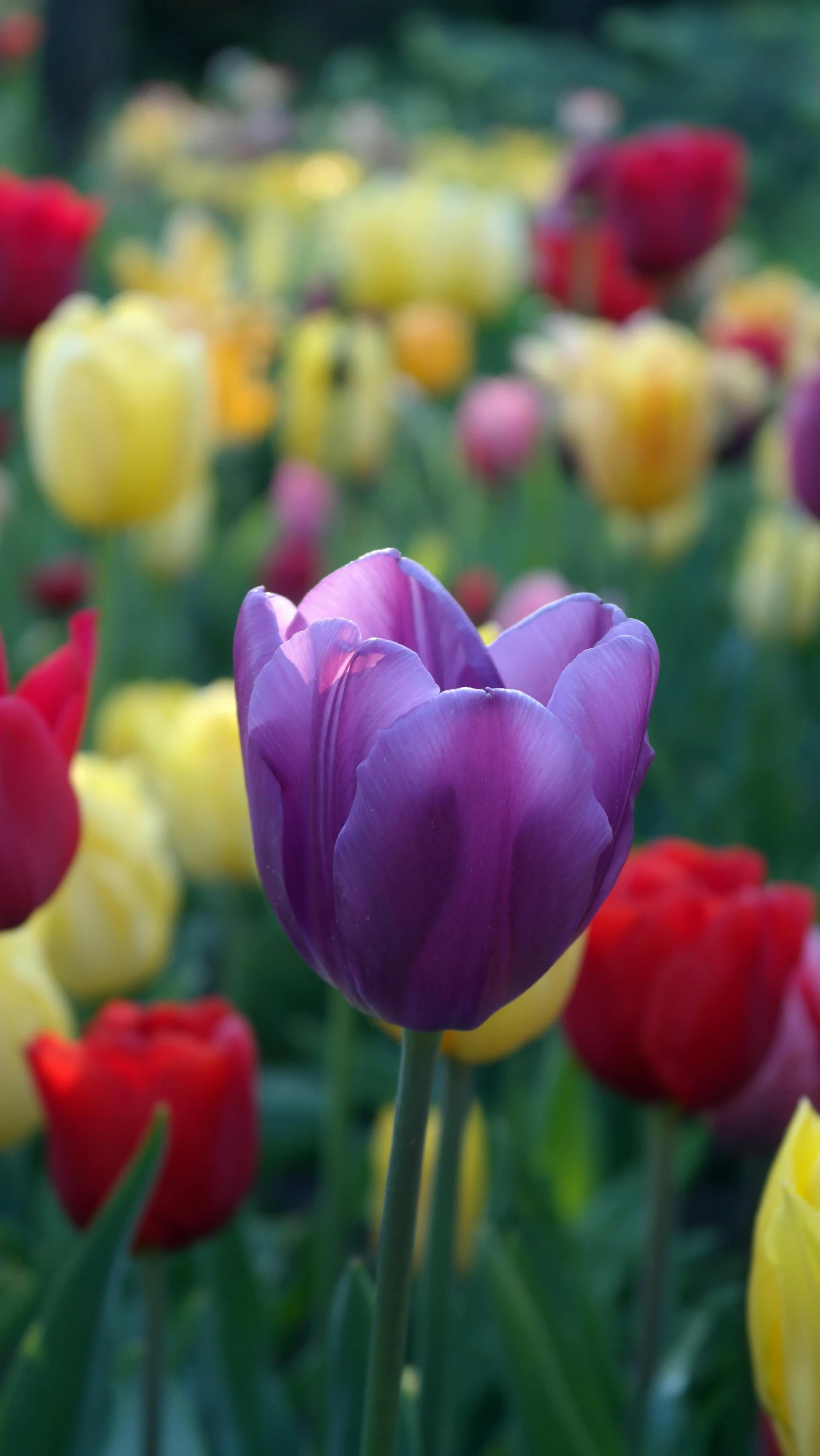 purple tulip in a field of red and yellow