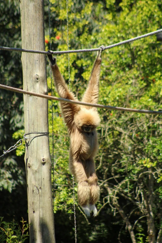 a monkey hanging on to a rope near a tree