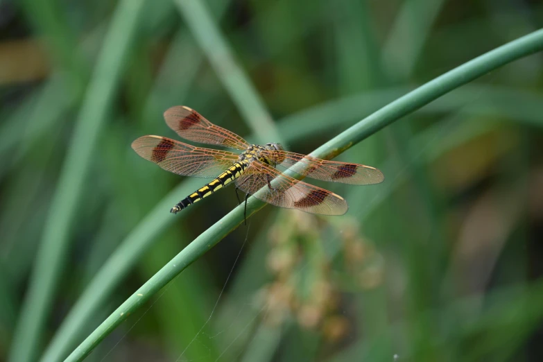 a large brown dragon fly sitting on top of a grass leaf