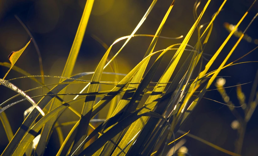 a green plant in the sunlight