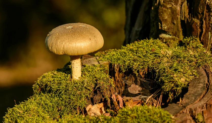 the large mushroom is sitting on the tree