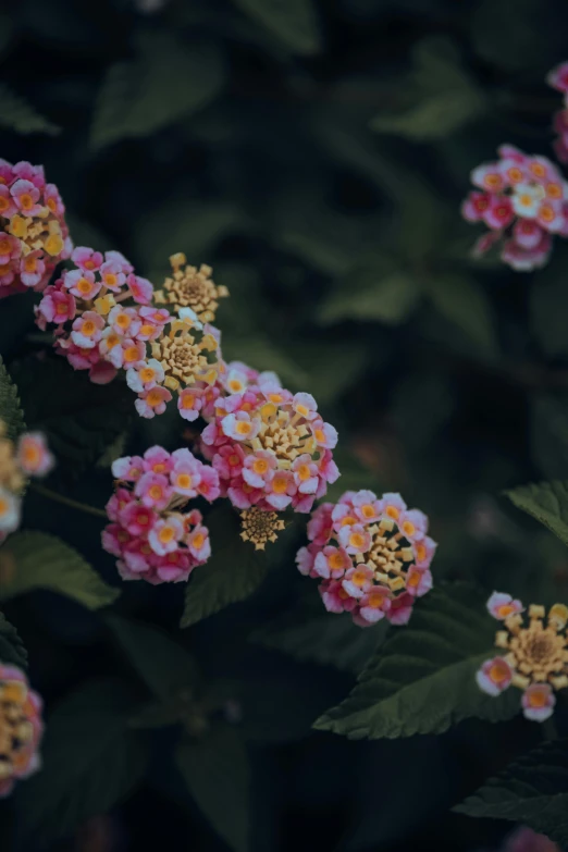 pink flowers are blooming in the wild