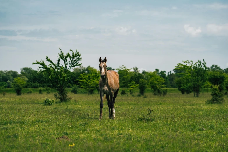 a horse that is standing in the grass