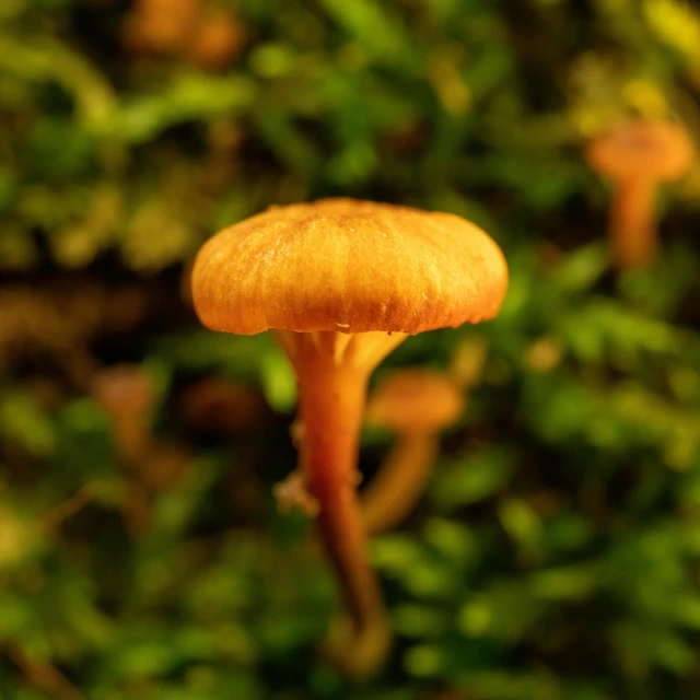 the small orange mushroom looks like it was growing