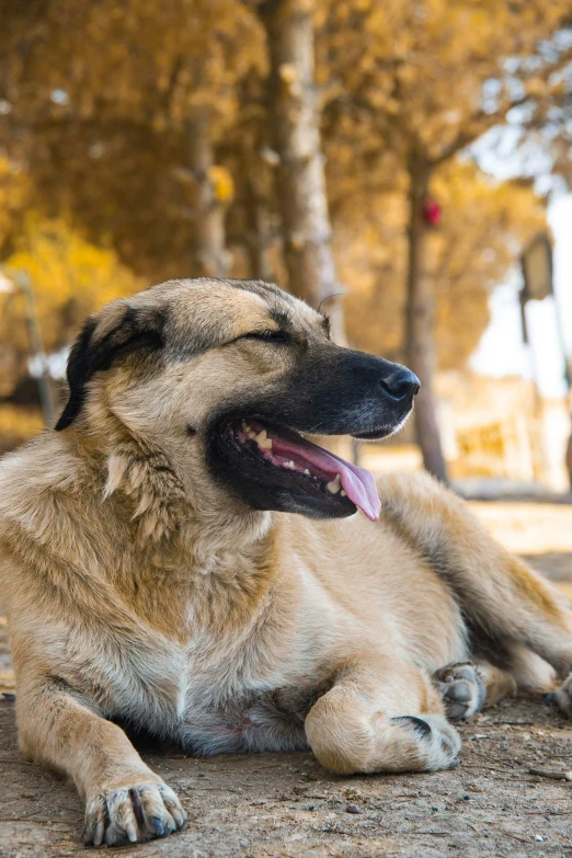 a dog laying down in the middle of the road