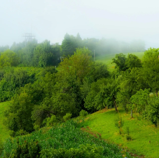 a green grassy hill in a foggy countryside