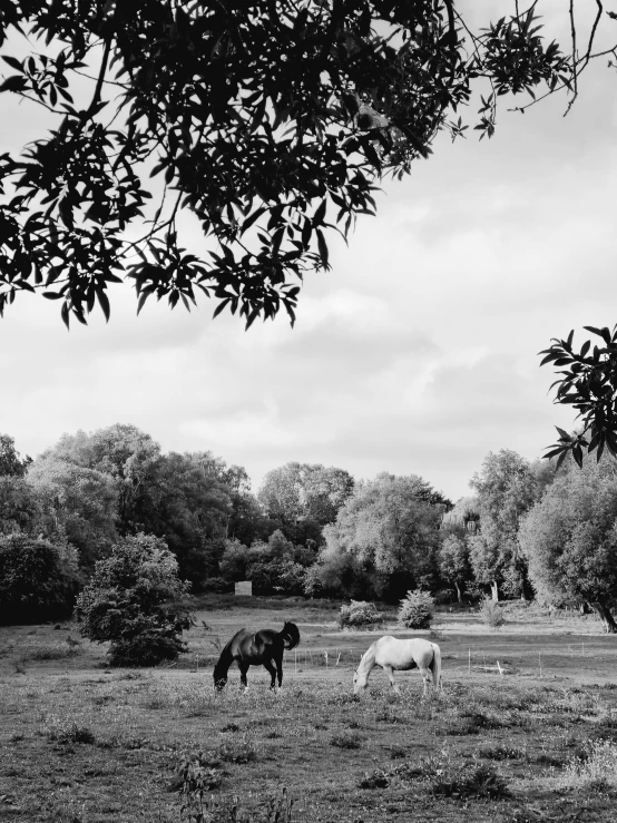 some very pretty horses in a big grassy field