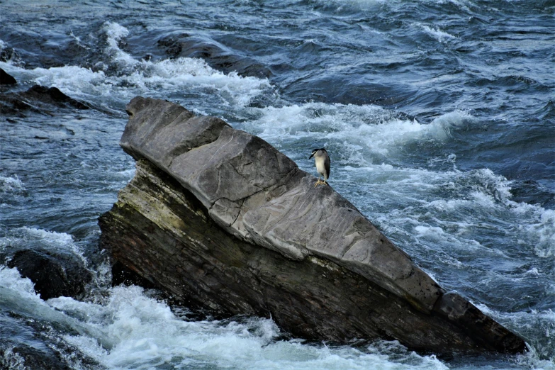 a bird on top of a rock out in the ocean