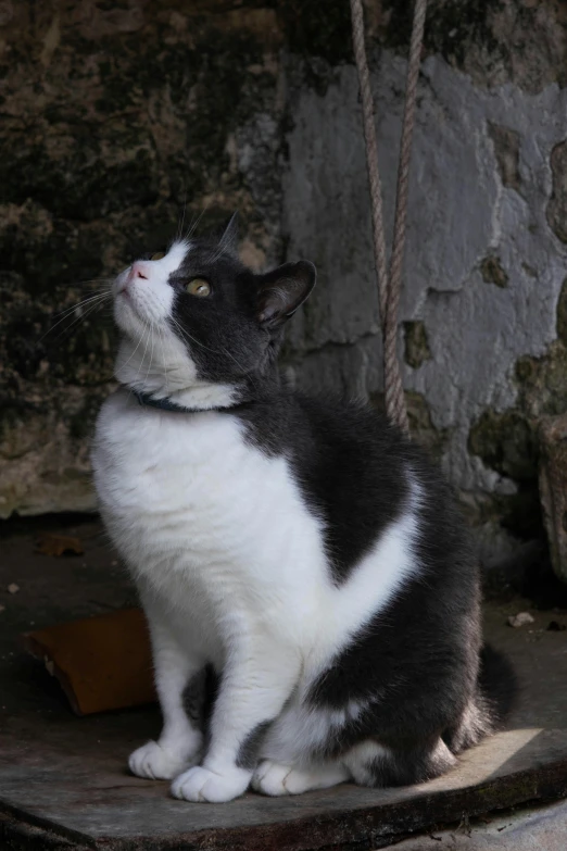 a cat sitting on the ground and staring upward