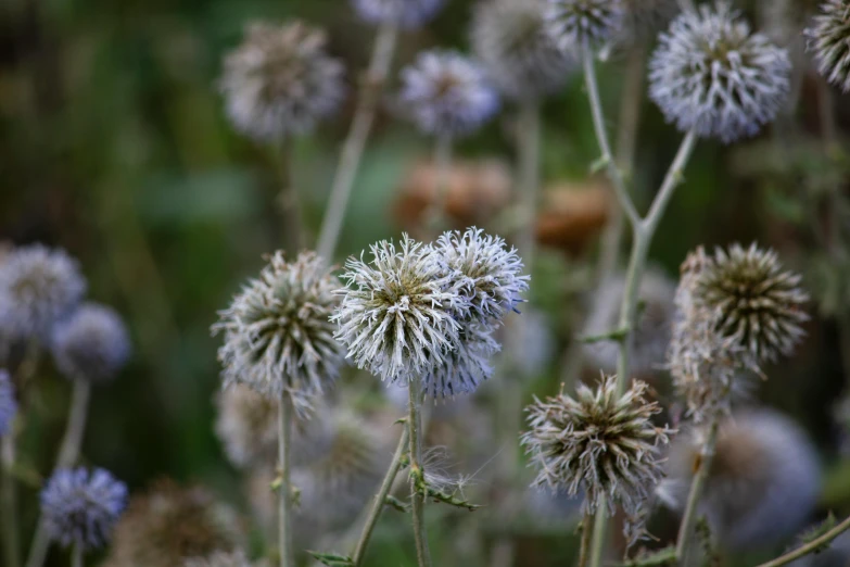 large white flowers are shown against a green background